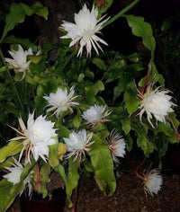 Cereus Flower seeds for Planting - Perfect for Borders, Heirloom & GMO Free Seeds for Home Garden