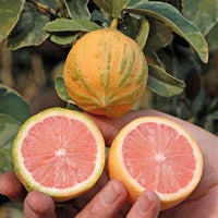 Pink Eureka Lemon Tree Seeds for Planting - Grow Your Own Citrus Delight