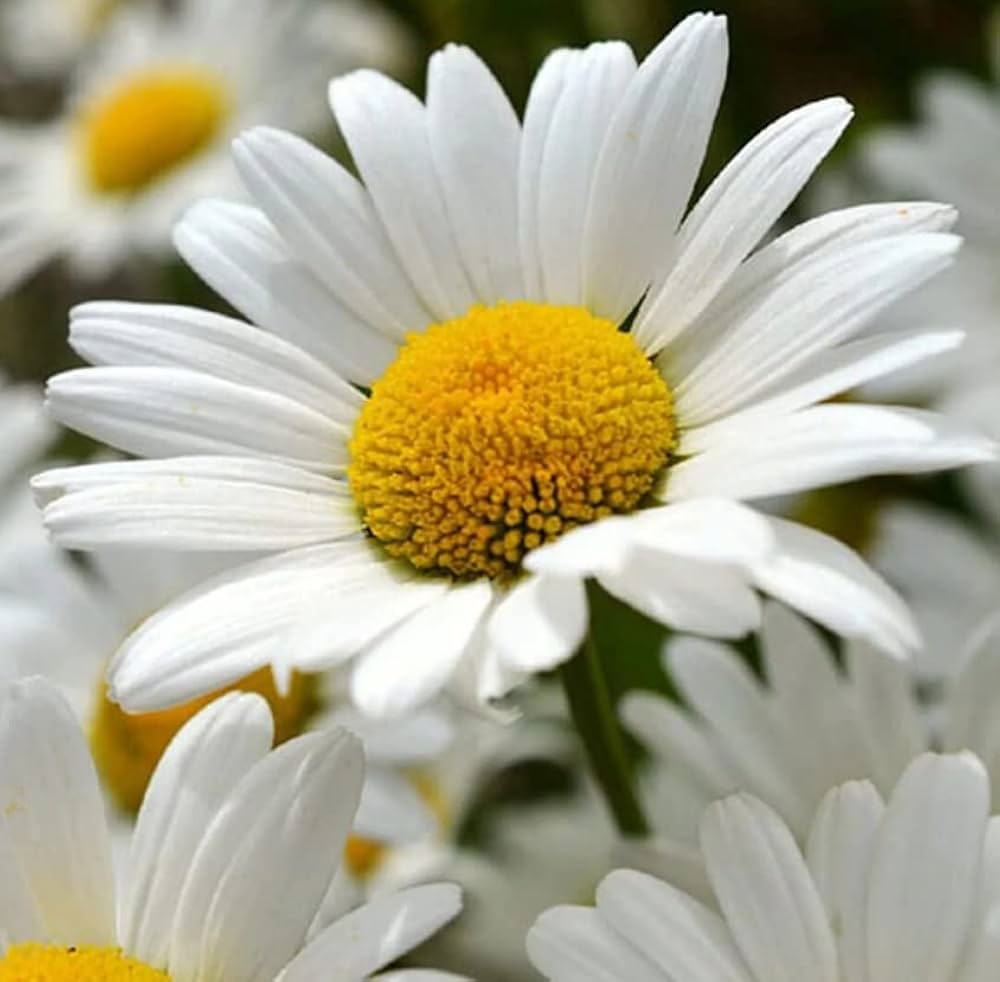 White Perennial Flower Seeds for Easy Planting