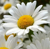 White Perennial Flower Seeds for Easy Planting