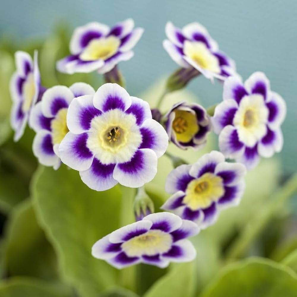 Blue White Primula Flower Seeds for Planting Vibrant Colors Heirloom & GMO Free Seeds for Home Garden
 
 Sale
