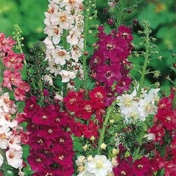 Mixed Verbascum Flower seeds for Planting - Wildflower Mix, Heirloom & GMO Free Seeds for Home Garden
 
 Sale seeds for planting in home garden