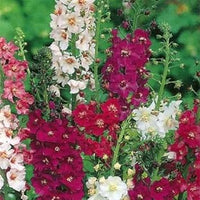 Mixed Verbascum Flower seeds for Planting - Wildflower Mix, Heirloom & GMO Free Seeds for Home Garden
 
 Sale seeds for planting in home garden