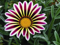 White Purple Gazania Flower seeds for Planting - Perfect for Borders, Heirloom & GMO Free Seeds for Home Garden