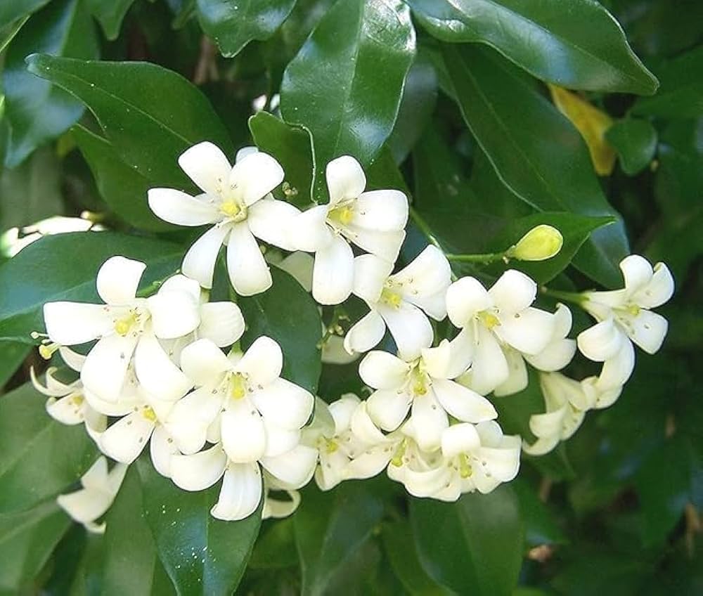 Heirloom Murraya Flower seeds for Planting Vibrant Colors Heirloom & GMO Free Seeds for Home Garden