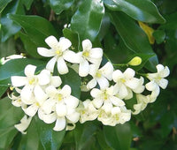 Heirloom Murraya Flower seeds for Planting Vibrant Colors Heirloom & GMO Free Seeds for Home Garden