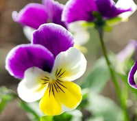 Heirloom Johnny Jump Up Flower seeds for Planting Cut Flower Favorite Heirloom & GMO Free Seeds for Home Garden
