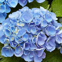 Blue Geranium Pelargonium Flower Seeds for Planting Cut Flower Favorite Heirloom & GMO Free Seeds for Home Garden
 
 Sale
