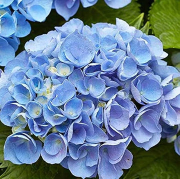 Blue Geranium Pelargonium Flower Seeds for Planting Cut Flower Favorite Heirloom & GMO Free Seeds for Home Garden
 
 Sale