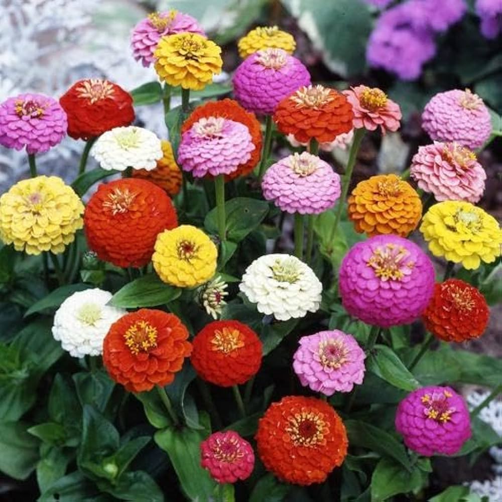 Zinnia Pumila Mix Zinnia elegans Seeds for Planting flower bed home garden