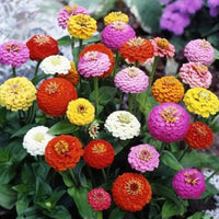 Zinnia Pumila Mix Zinnia elegans Seeds for Planting flower bed home garden