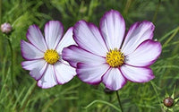 Cosmos Purple Red White Mix Flower Seeds for a Colorful Garden Display