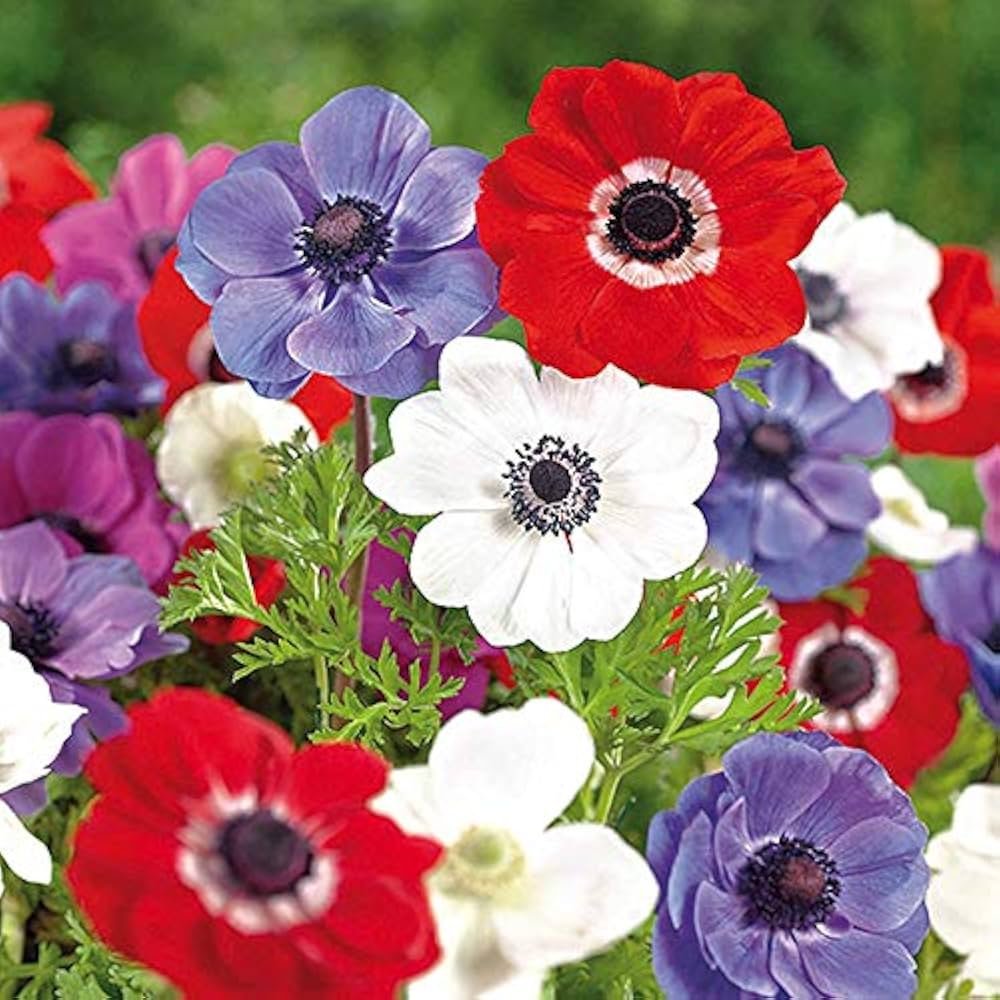 Anemone Flower seeds for Planting Drought Tolerant Heirloom & GMO Free Seeds for Home Garden 
 
 Sale