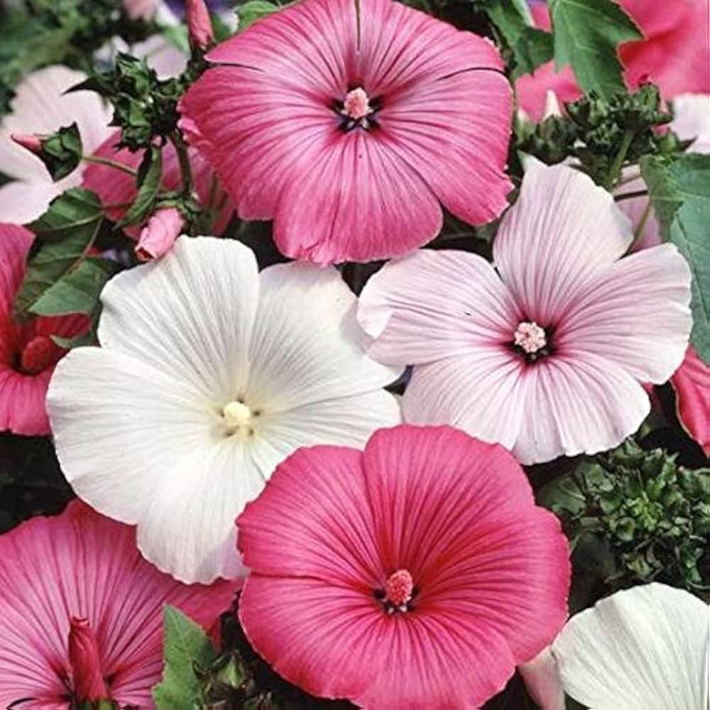 Heirloom Rose Mallow Flower seeds for Planting Pollinator Friendly Heirloom & GMO Free Seeds for Home Garden