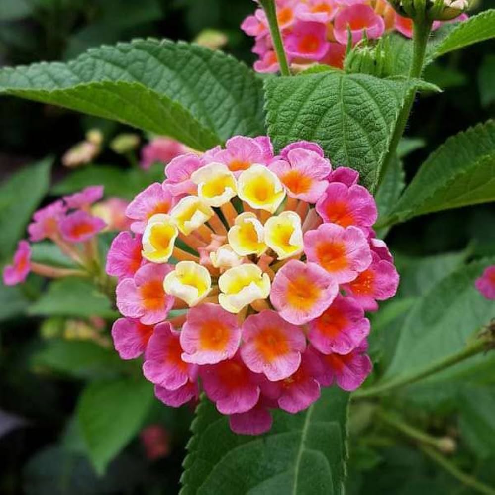 Lantana Camara Flower seeds for Planting Cut Flower Favorite Heirloom & GMO Free Seeds for Home Garden