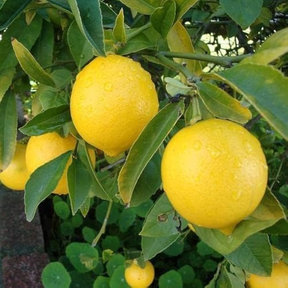 Ponderosa Lemon Tree Planting Seeds  Grow Your Own Citrus Indoors or Outdoors