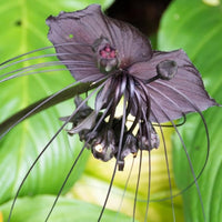 Butterfly Orchid Flower seeds for Planting - Fragrant Blossoms, Heirloom & GMO Free Seeds for Home Garden