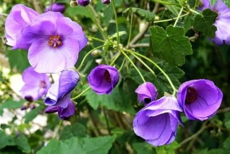 Violet Abutilon Flower seeds for Planting - Bright Blooms, Heirloom & GMO Free Seeds for Home Garden
 
 Sale seeds for home garden