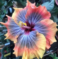 Giant Hibiscus Flower seeds for Planting Seasonal Bloomer Heirloom & GMO Free Seeds for Home Garden
