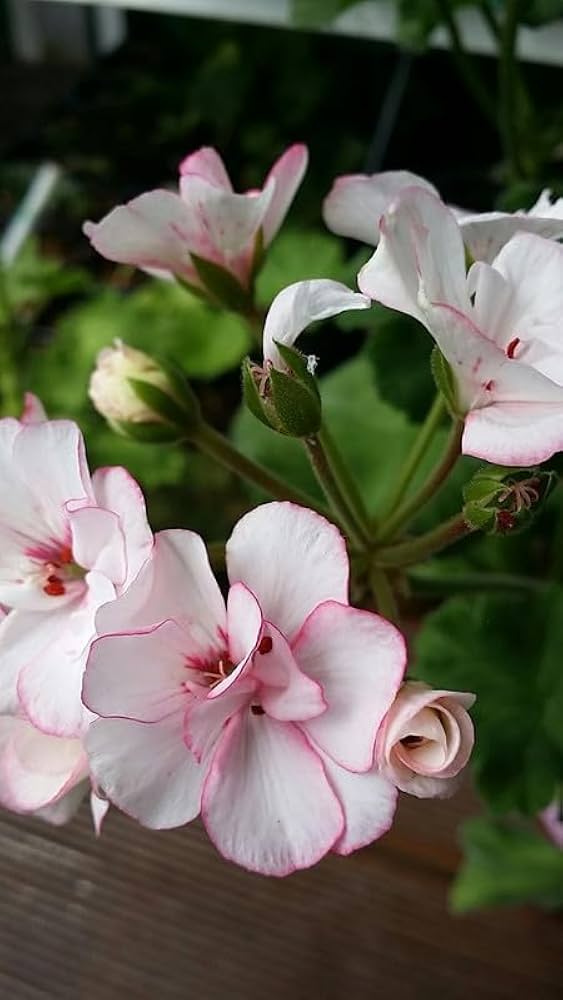 Pale Pink Geranium Flower Seeds for Planting Perfect for Borders Heirloom & GMO Free Seeds for Home Garden
 
 Sale