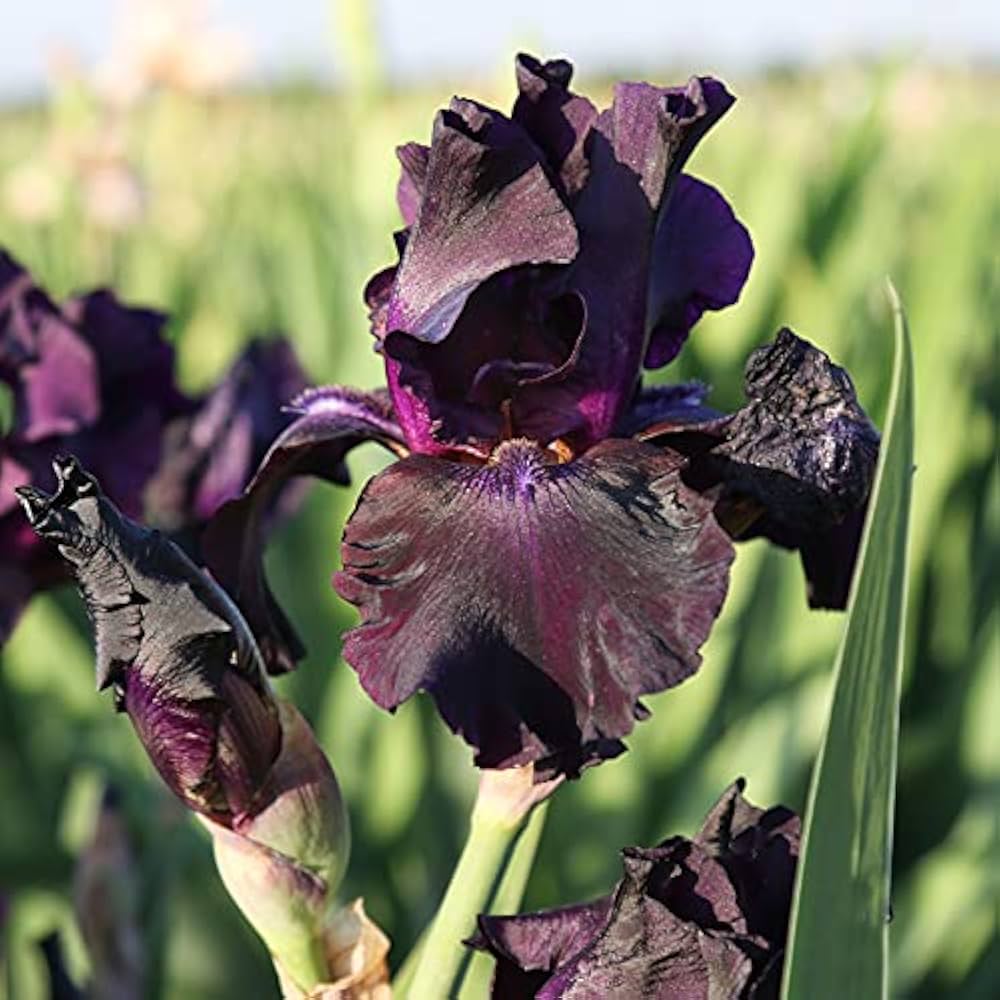 Bearded Iris Mixed Rhizome Flower Seeds