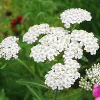 Mixed Achillea Millefolium Flower Planting Seeds for Vibrant Gardens