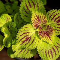 Green Coleus Flower seeds for Planting Seasonal Bloomer Heirloom & GMO Free Seeds for Home Garden