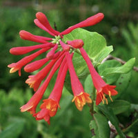 Honeysuckle Flower seeds for Planting - Drought Tolerant, Heirloom & GMO Free Seeds for Home Garden