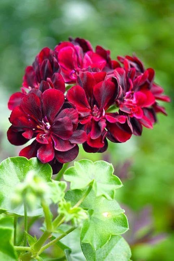 Maroon Red Geranium Flower Seeds for Planting Garden Favorite Heirloom & GMO Free Seeds for Home Garden
 
 Sale
