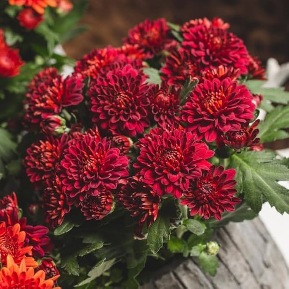 Chrysanthemum Deep Red Flower seeds for Planting - Long Bloom Season, Heirloom & GMO Free Seeds for Home Garden