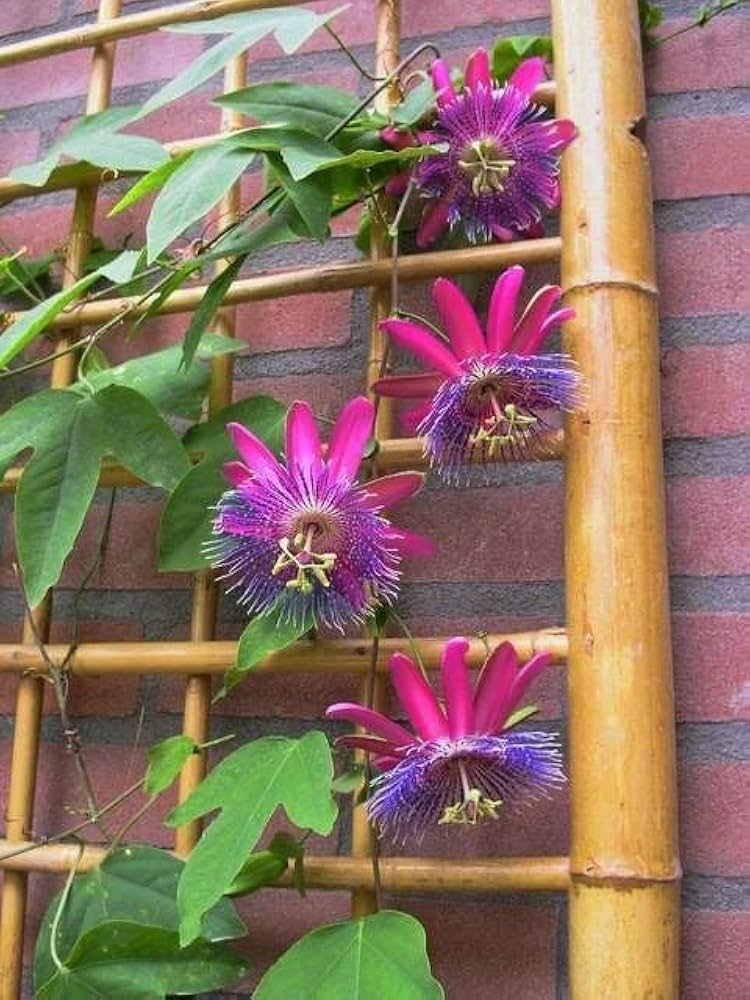 Pink Passion Flower Seeds for Planting Cut Flower Favorite Heirloom & GMO Free Seeds for Home Garden
 
 Sale