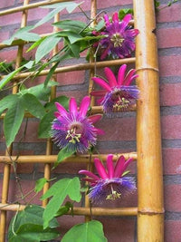 Pink Passion Flower Seeds for Planting Cut Flower Favorite Heirloom & GMO Free Seeds for Home Garden
 
 Sale