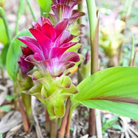 Curcuma Flower Seeds for Planting - Stunning Pink Blooms