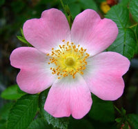 Canine Rose Flower seeds for Planting, Low Maintenance Heirloom & GMO Free Seeds for Home Garden