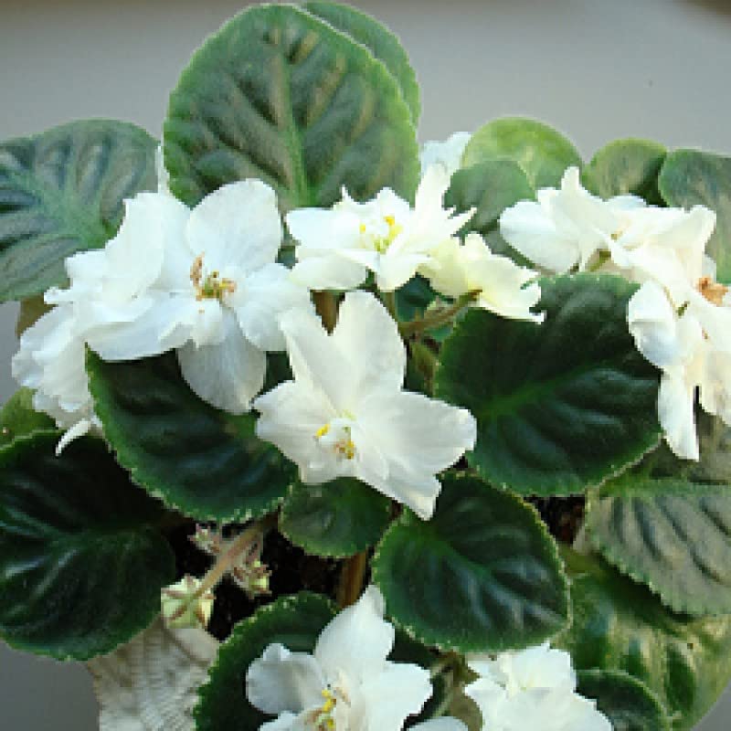White Saintpaulia Flower seeds for Planting - Pollinator Friendly, Heirloom & GMO Free Seeds for Home Garden