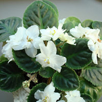 White Saintpaulia Flower seeds for Planting - Pollinator Friendly, Heirloom & GMO Free Seeds for Home Garden
