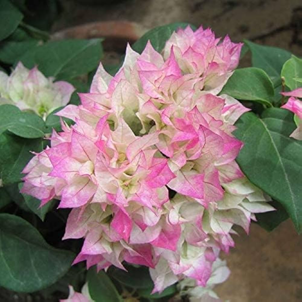 Light Pink Bougainvillea Seeds for Planting Fragrant Blossoms Heirloom & GMO Free Seeds for Home Garden
 
 Sale