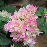 Light Pink Bougainvillea Seeds for Planting Fragrant Blossoms Heirloom & GMO Free Seeds for Home Garden
 
 Sale