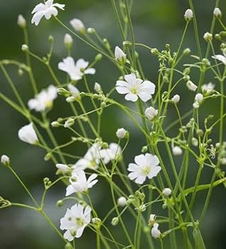 White Gyposophila Elegans Flower seeds for Planting - Fragrant Blossoms, Heirloom & GMO Free Seeds for Home Garden