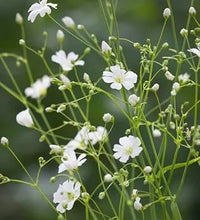 White Gyposophila Elegans Flower seeds for Planting - Fragrant Blossoms, Heirloom & GMO Free Seeds for Home Garden