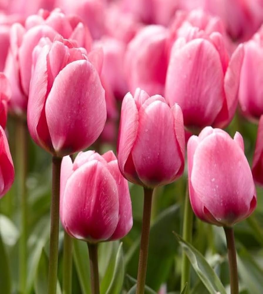 Deep Pink Tulip Flower seeds for Planting Perfect for Borders Heirloom & GMO Free Seeds for Home Garden 
 
 Sale
