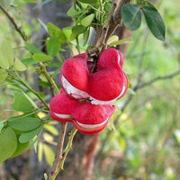 Mixed Pithecellobium Seeds for Planting