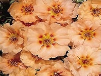 Cream Portulaca Flower seeds for Planting - Compact Growth, Heirloom & GMO Free Seeds for Home Garden
 
 Sale seeds for home garden