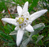 White Edelweiss Flower seeds for Planting - Long Bloom Season, Heirloom & GMO Free Seeds for Home Garden