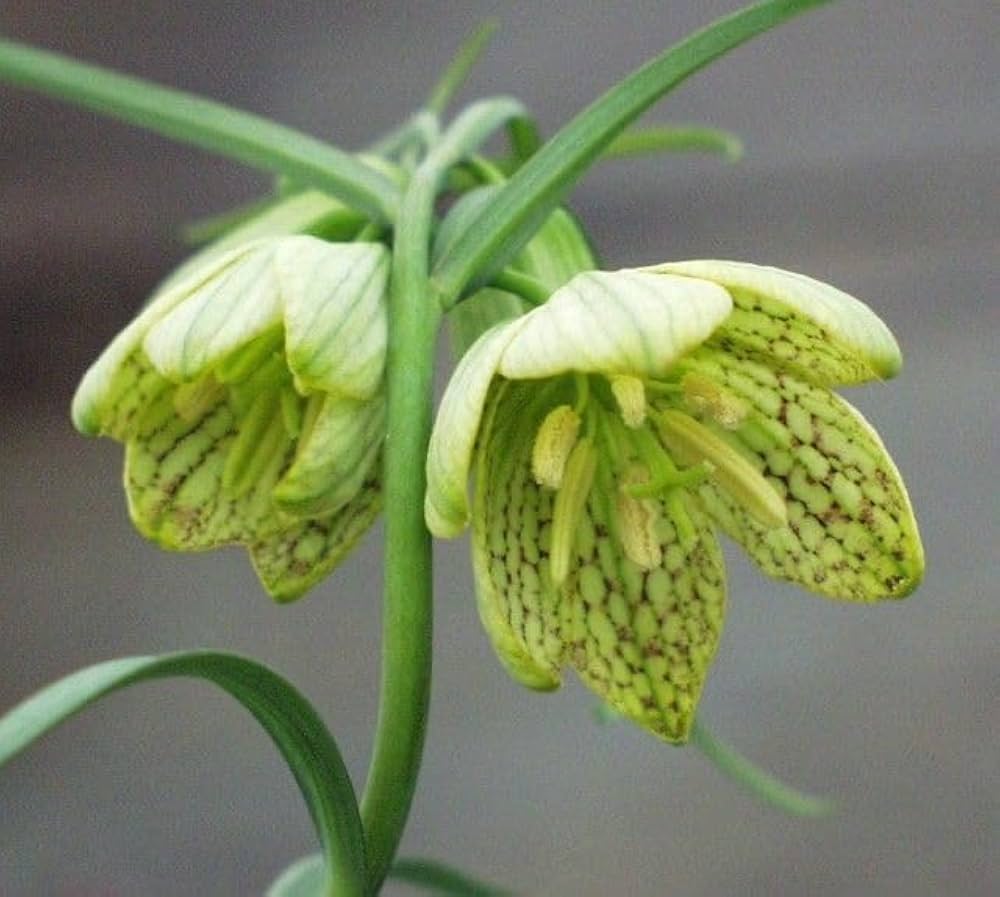 Green Fritillaria Flower seeds for Planting - Premium Quality, Heirloom & GMO Free Seeds for Home Garden