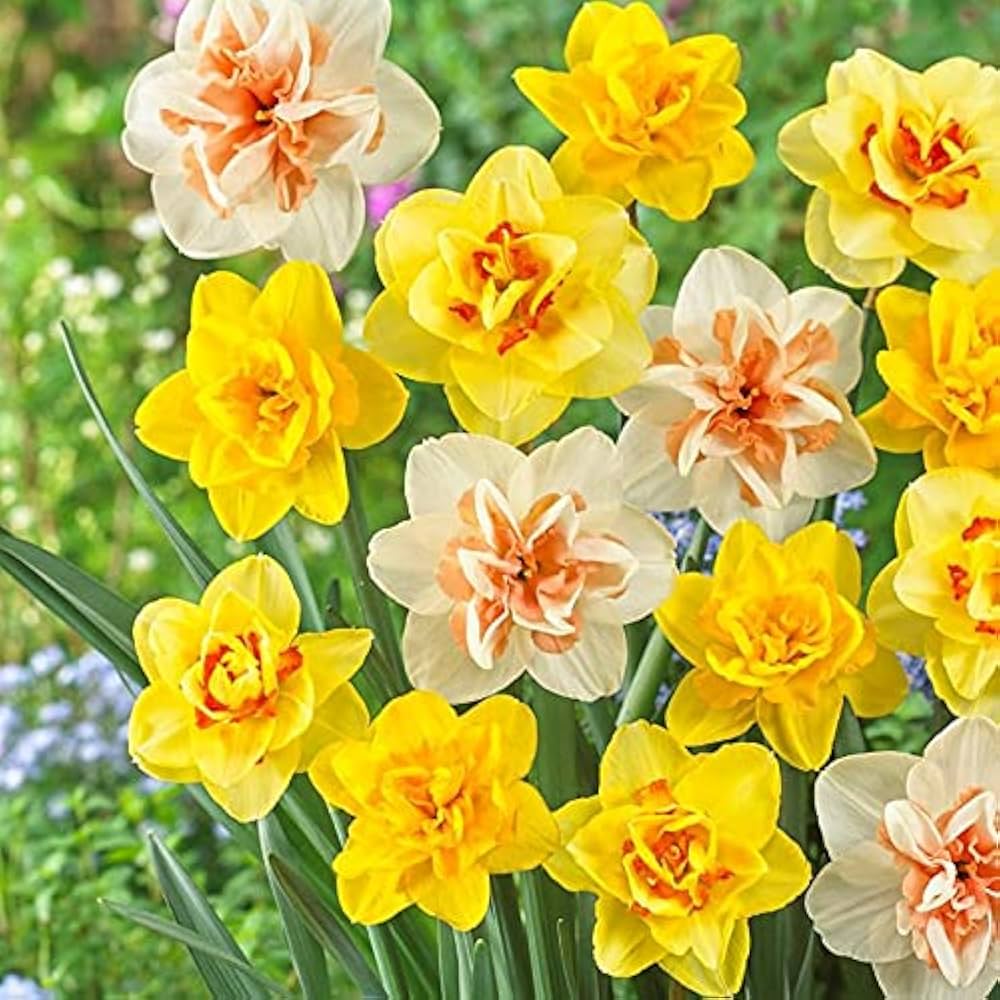 Double Mixed Petals Narcissus Daffodil Flower Seeds for Planting Hardy Variety Heirloom & GMO Free Seeds for Home Garden
 
 Sale
