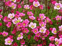 Heirloom Saxifrage Rose for Planting - Perfect for Borders, Heirloom & GMO Free Seeds for Home Garden
 
 Sale seeds for home garden