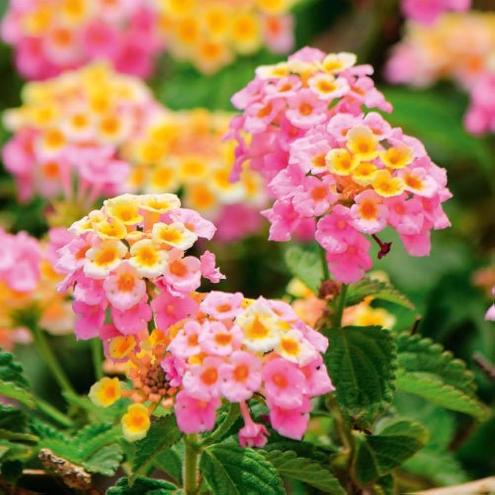 Pink Yellow Lantana Flower seeds for Planting - Wildflower Mix, Heirloom & GMO Free Seeds for Home Garden