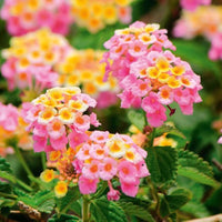 Pink Yellow Lantana Flower seeds for Planting - Wildflower Mix, Heirloom & GMO Free Seeds for Home Garden