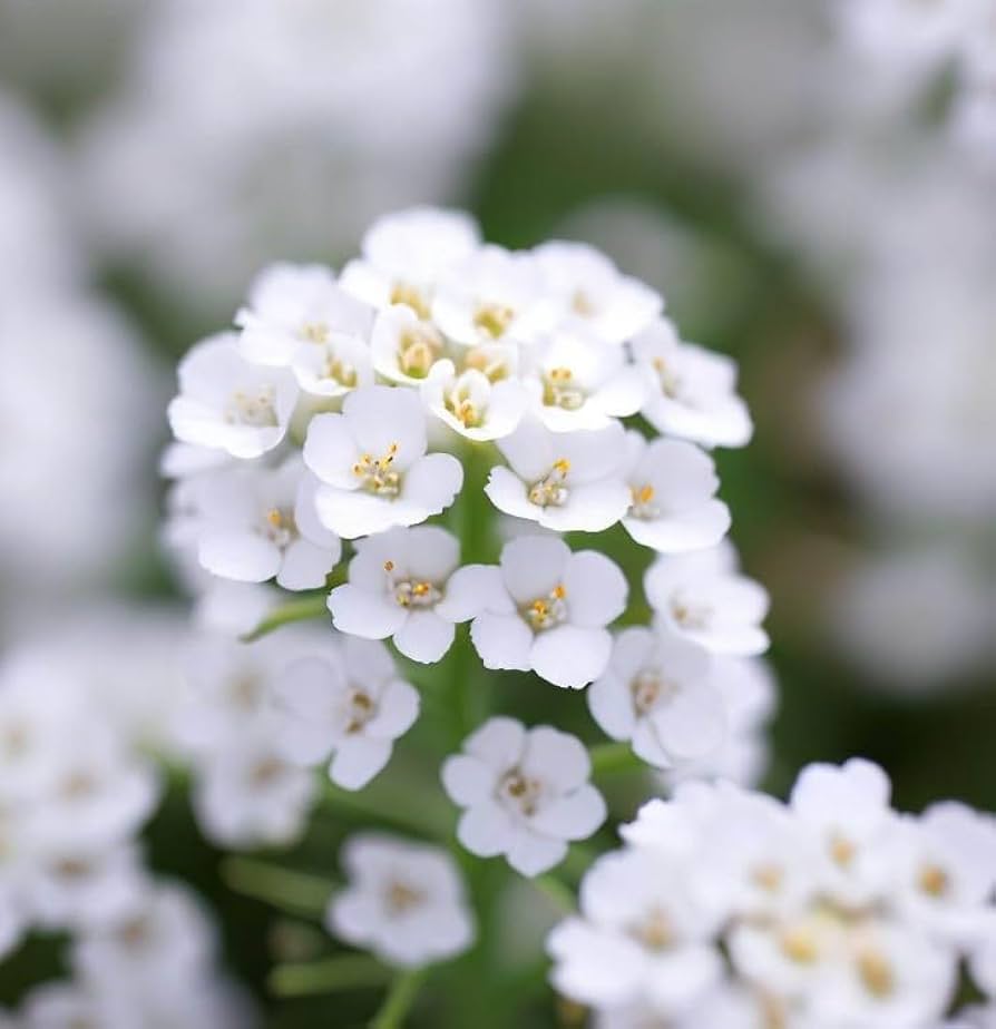 Alyssum Flower seeds for Planting Cut Flower Favorite Heirloom & GMO Free Seeds for Home Garden